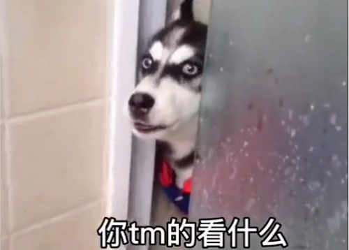 出来单挑啊哈士奇视频下载
