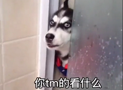 你tm的看什么啊出来单挑啊狗狗原视频下载