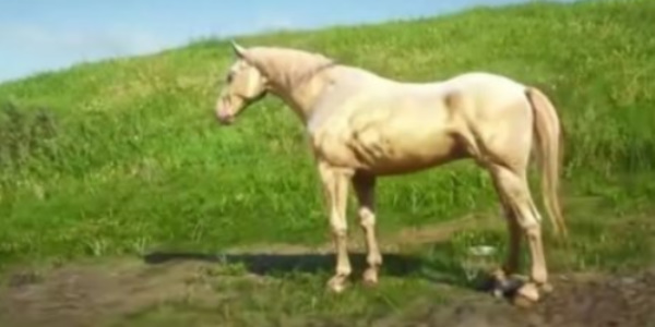 《荒野大镖客2》布埃尔马获取攻略